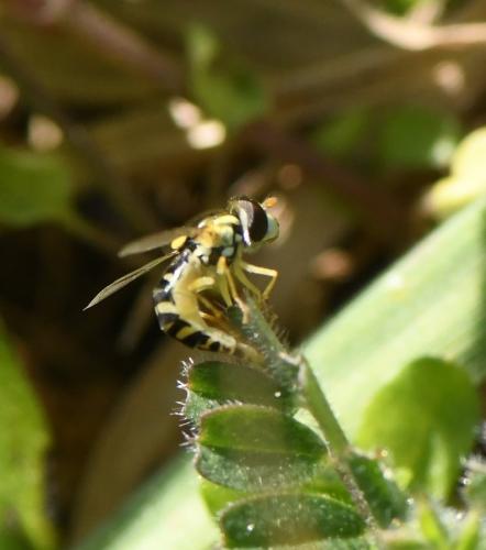 Sphaerophoria sp.